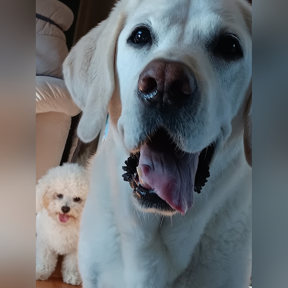 Meet your Posher, Natalie 🐶🐱❤️🐾 - Picture 10 of 12